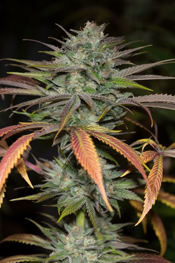 Bubba Kush 2.0 Cannabis Seeds