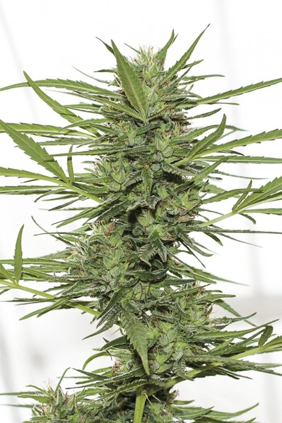 Dedoverde Haze Auto Cannabis Seeds