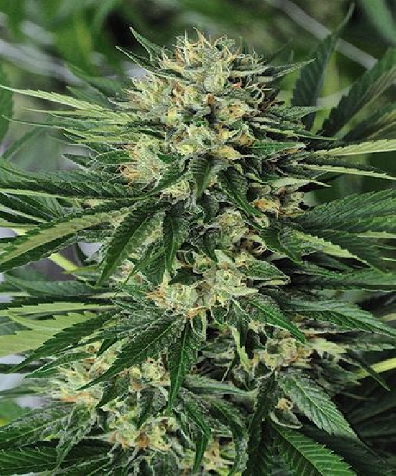 Dr Greenthumbs EM Dog by B Real Cannabis Seeds