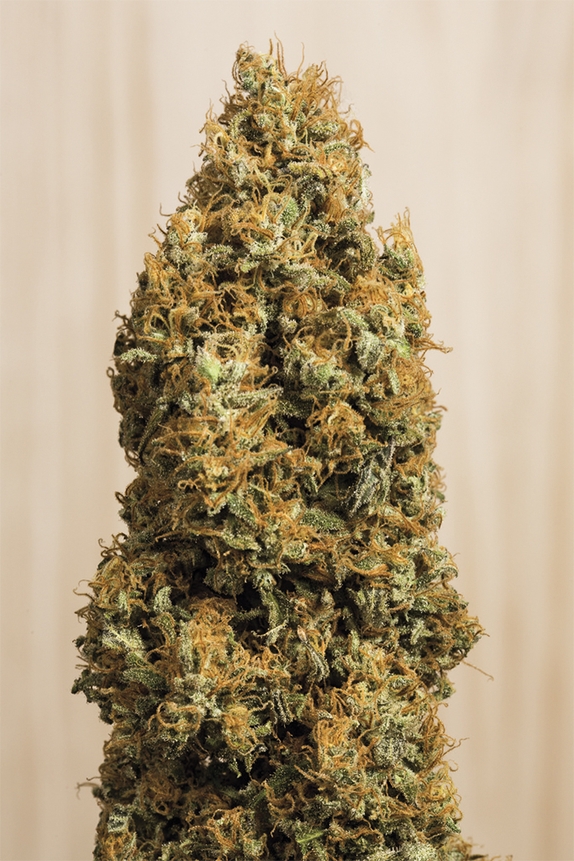 Green Crack CBD Cannabis Seeds