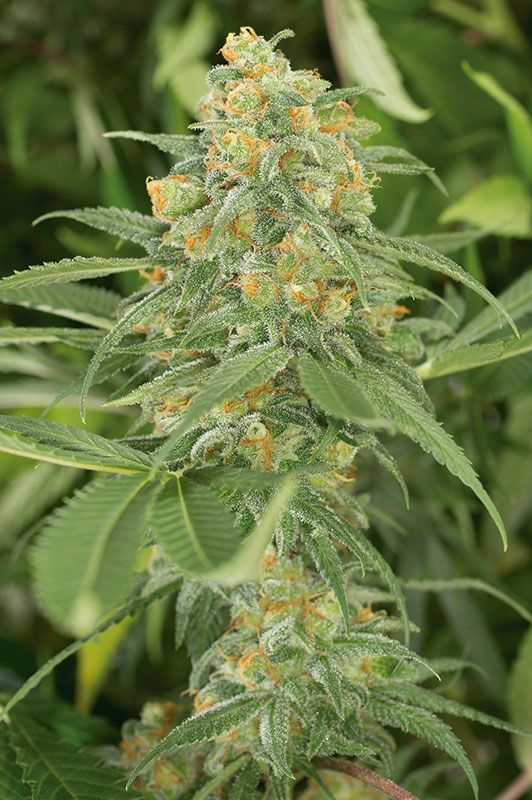 Green Crack Cannabis Seeds