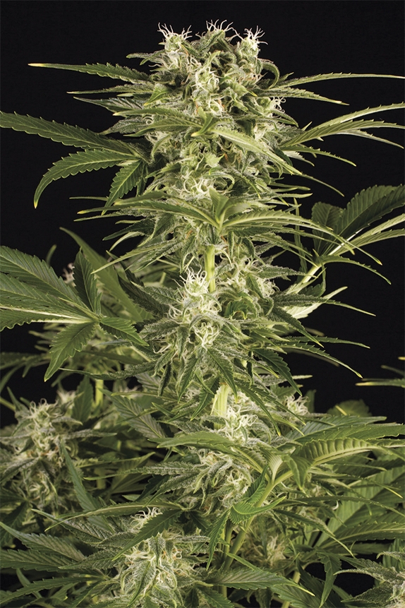 Lemon Juice Express Auto Cannabis Seeds