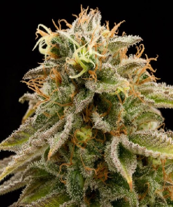 Lemon Thai Kush Cannabis Seeds