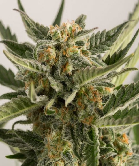 Lost Coast Skunk Auto Cannabis Seeds