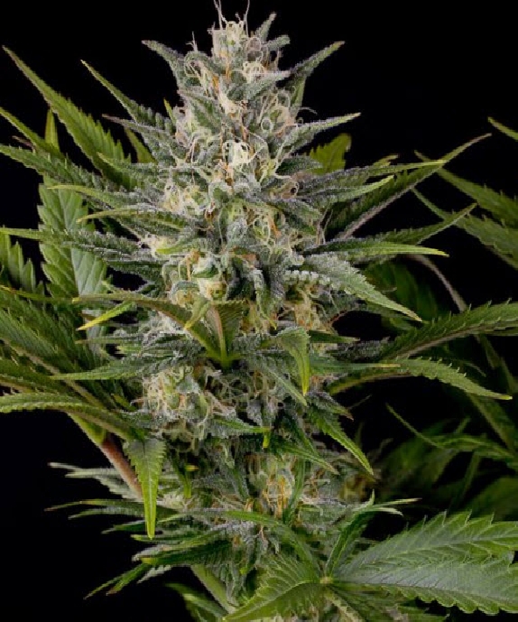 Pineapple Skunk Cannabis Seeds