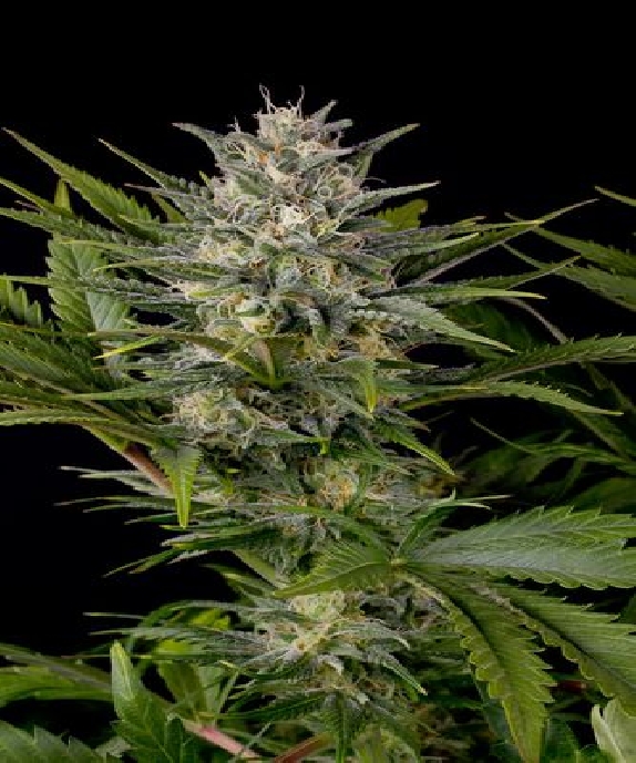 Pineapple Skunk Cannabis Seeds