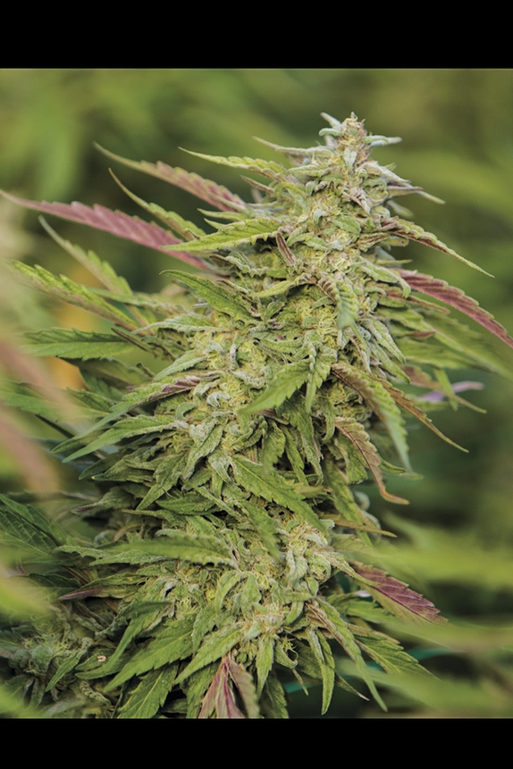 Purple Trainwreck Cannabis Seeds