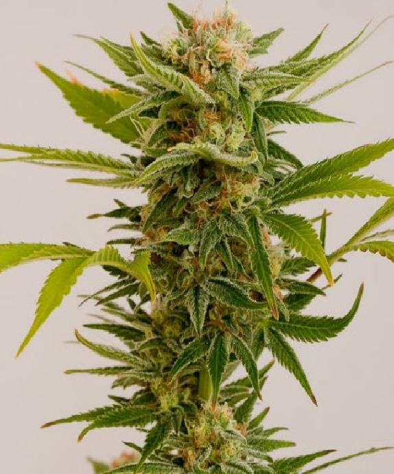 Sour Diesel #2 Cannabis Seeds