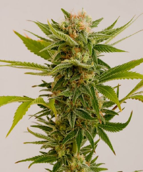 Sour Diesel #2 Cannabis Seeds