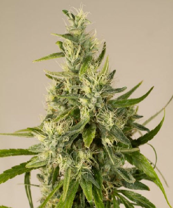 Trainwreck Cannabis Seeds