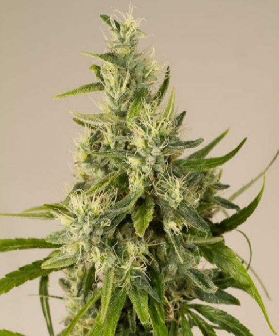 Trainwreck Cannabis Seeds