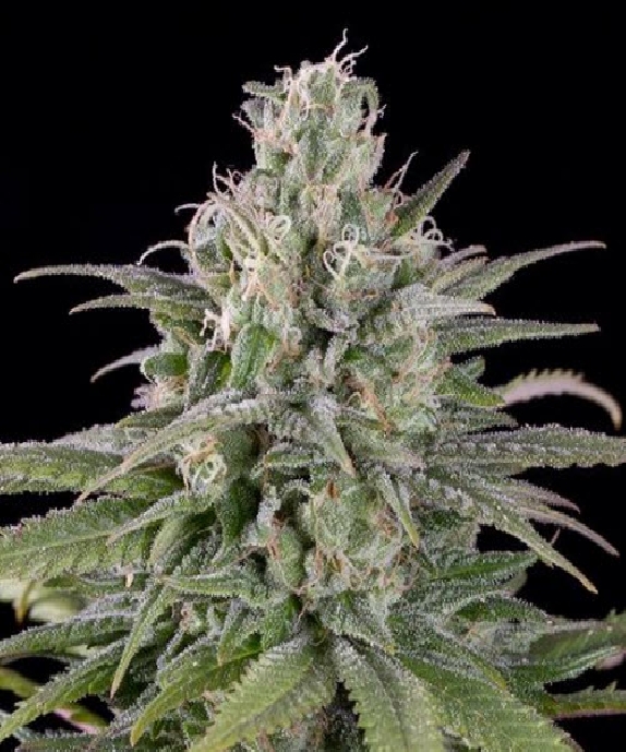 UK Cheese Auto Cannabis Seeds