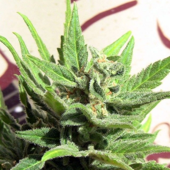 Indica x Sativa White Panther Cannabis Seeds