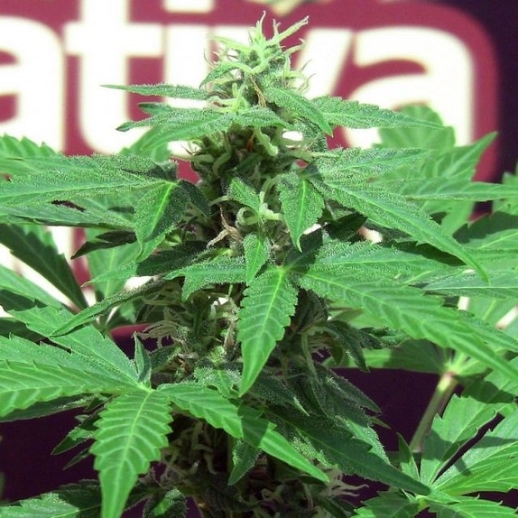 Trans Love Cannabis Seeds