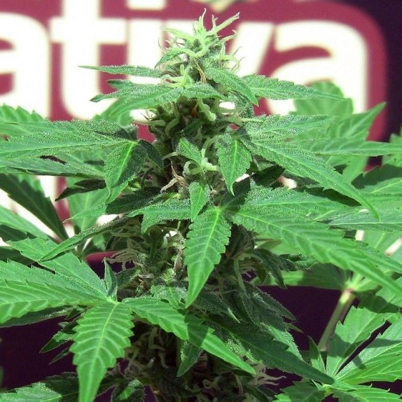 Sativa Trans Love Cannabis Seeds