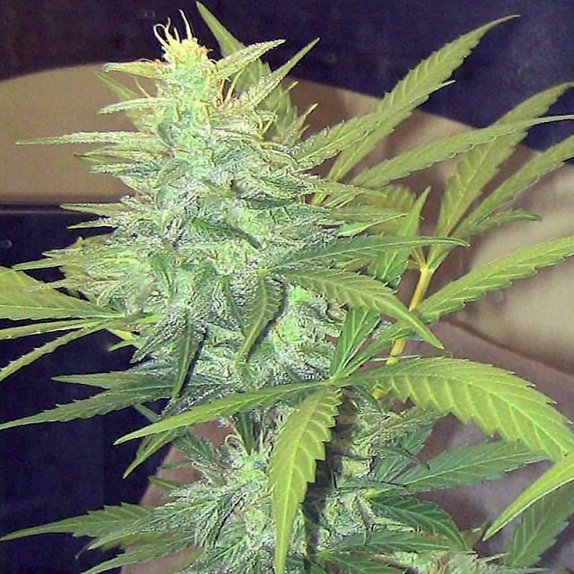 Skunk Amsterdam Cannabis Seeds