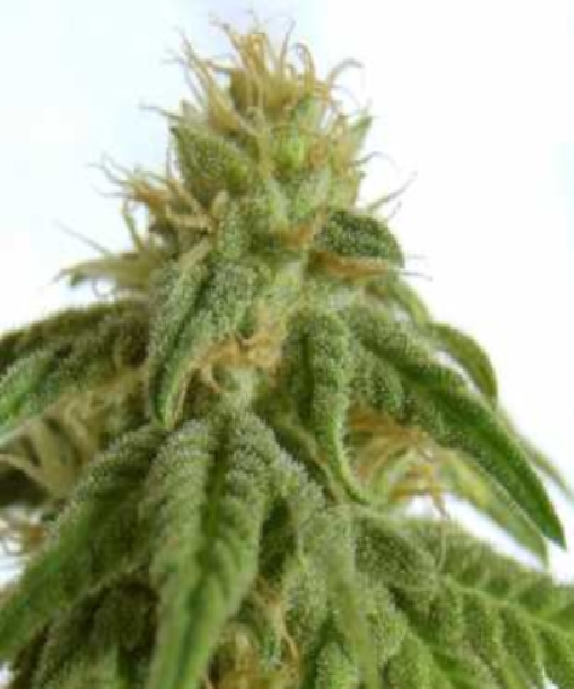 Afrodite Cannabis Seeds