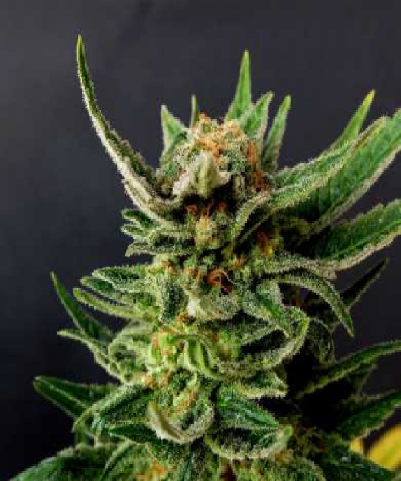 Gypsy Kush aka Faraona Cannabis Seeds