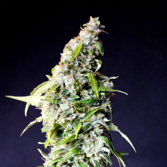 Speedy Gonzales AKA Speedy Boom Auto Cannabis Seeds