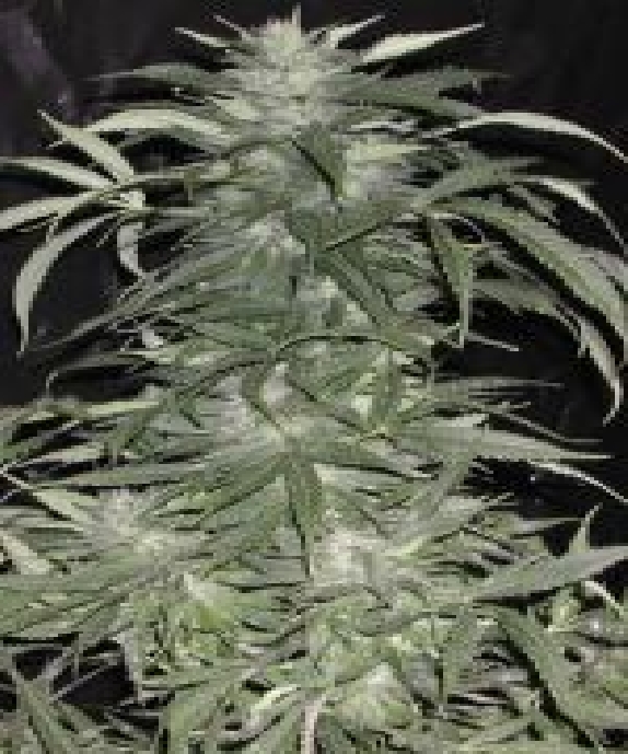 Afghani Special Cannabis Seeds