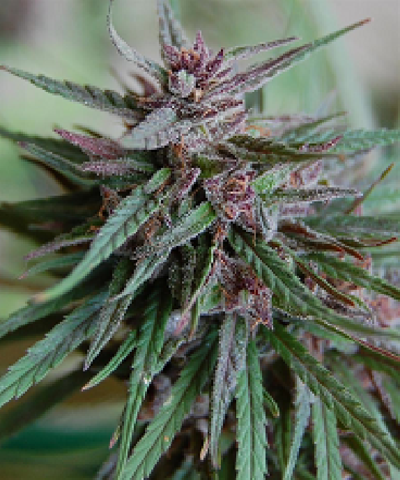 Bahia Black Head Cannabis Seeds