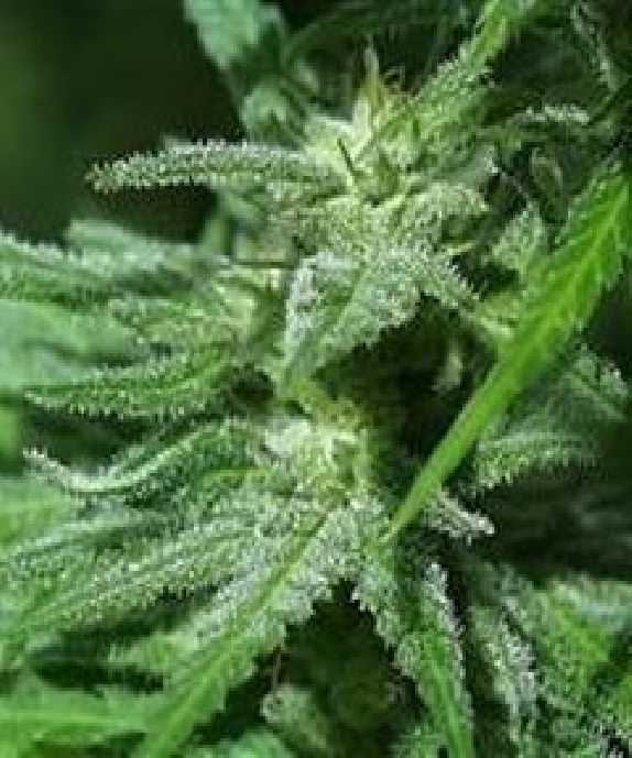 Brains Damage Cannabis Seeds
