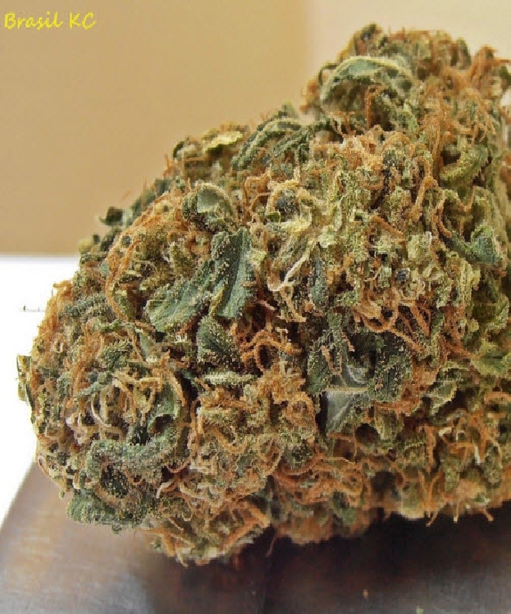 BRASIL x K.C. Cannabis Seeds