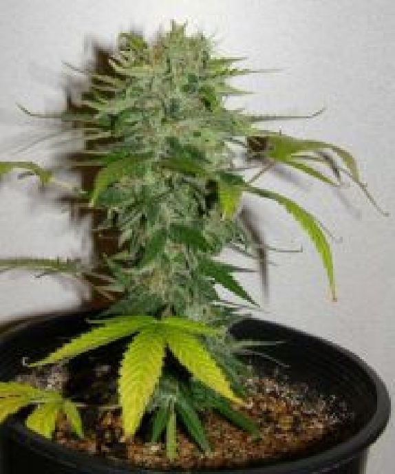Cristal Limit Cannabis Seeds