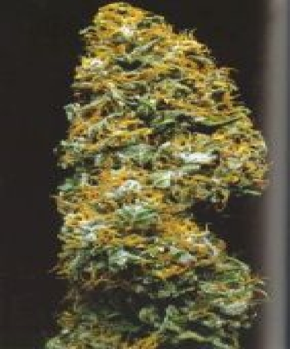 Cristal Paradise Cannabis Seeds