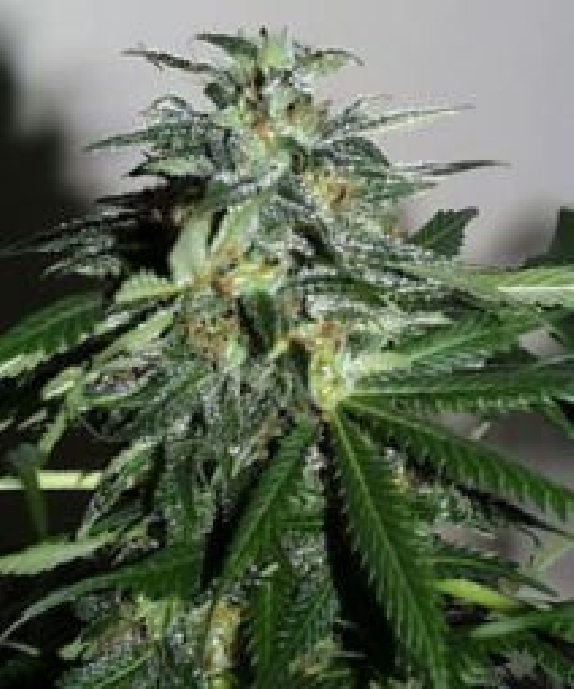Cyber Cristal Cannabis Seeds