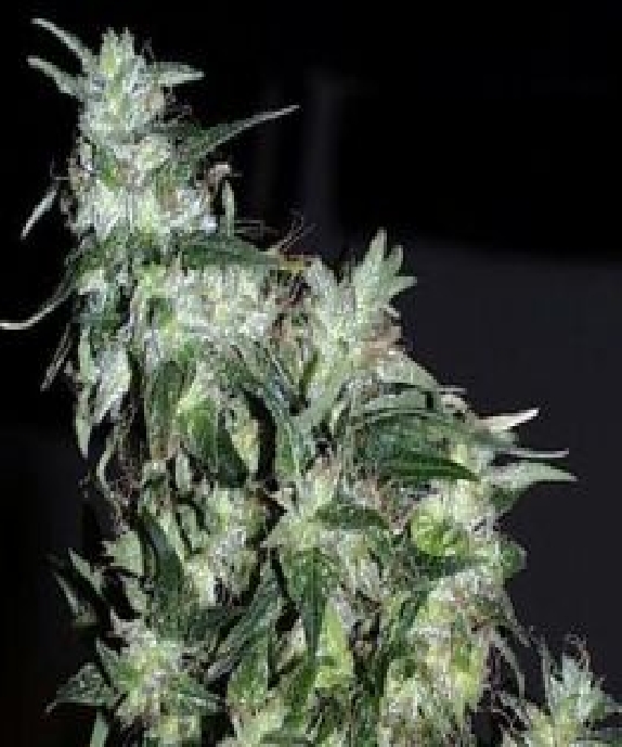 Haze Special Cannabis Seeds