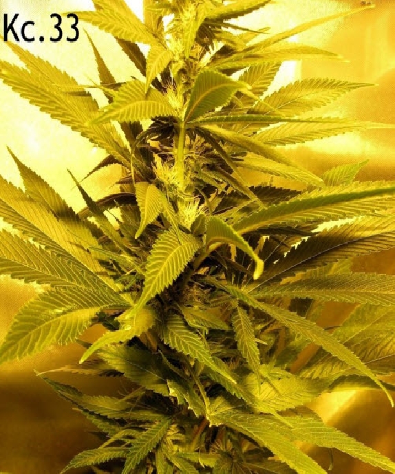 KC 33 Cannabis Seeds