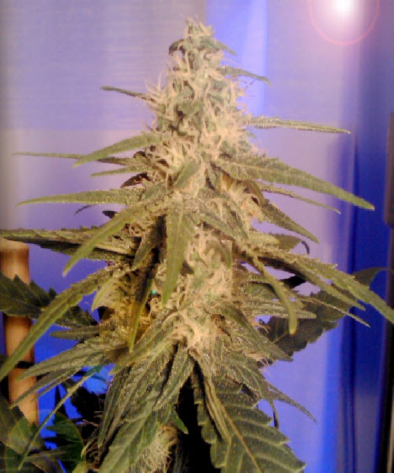 KC 36 Cannabis Seeds