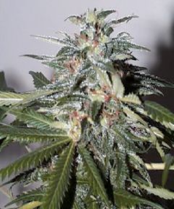 KC 51 Auto Feminised Cannabis Seeds