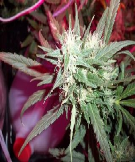 KC39 Cannabis Seeds