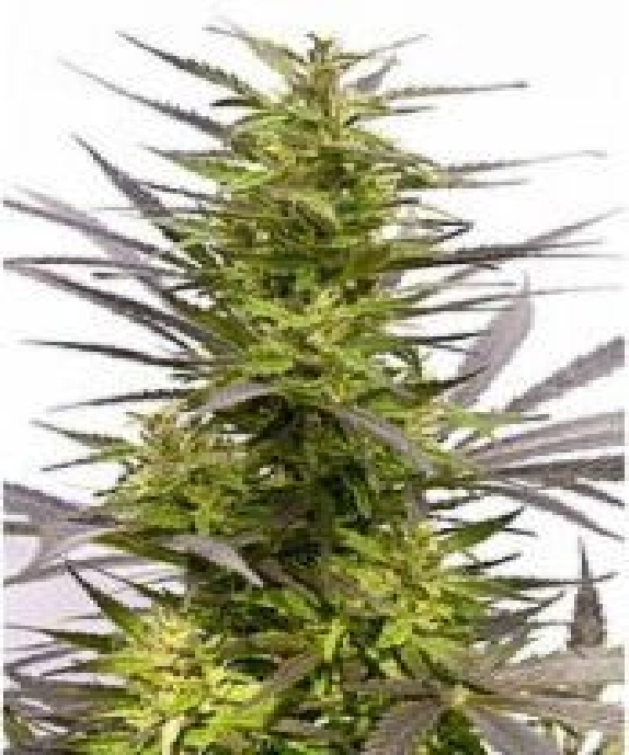 KC42 Cannabis Seeds