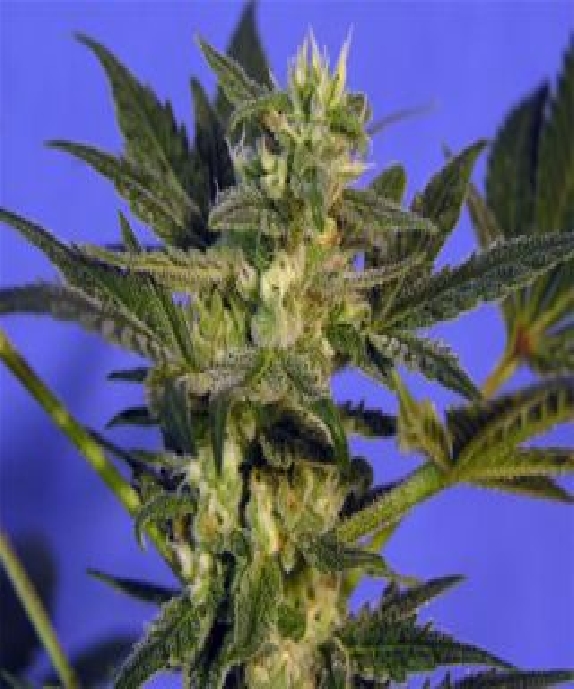KC45 Cannabis Seeds