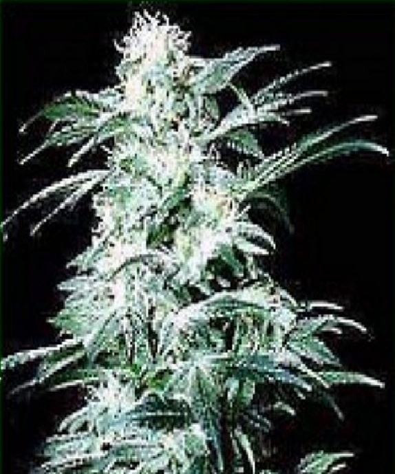 Northern Light Special Cannabis Seeds