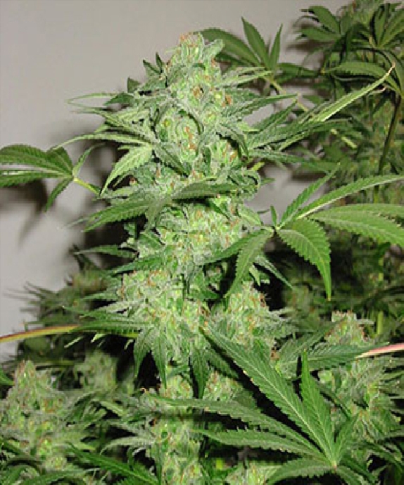 Northern Light Special Cannabis Seeds