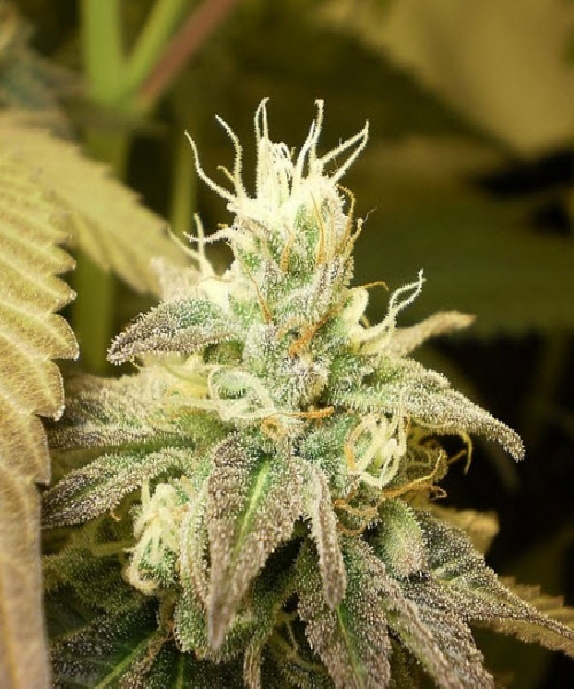 White K.C. Cannabis Seeds