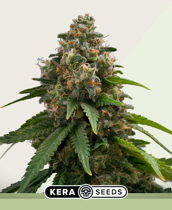 Amnesia Auto Cannabis Seeds