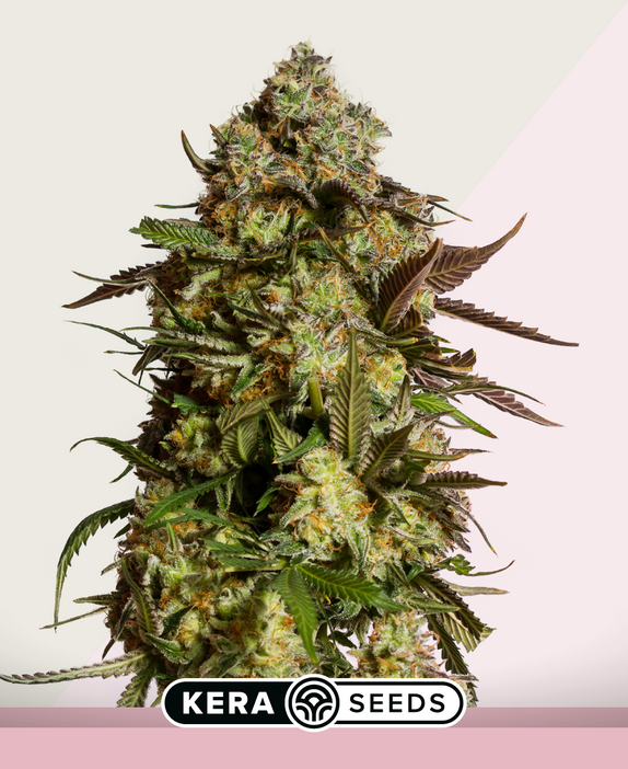 Amnesia Mac Ganja Cannabis Seeds