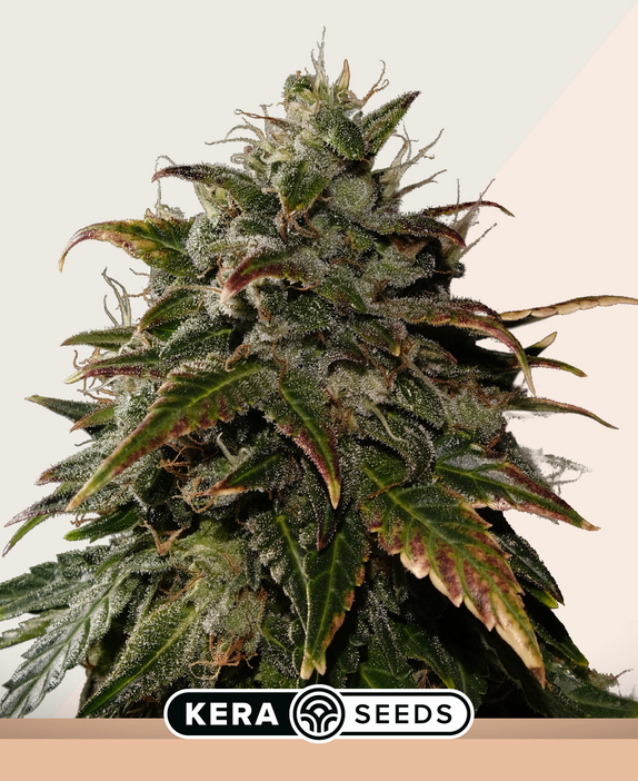 Burmese Kush Cannabis Seeds