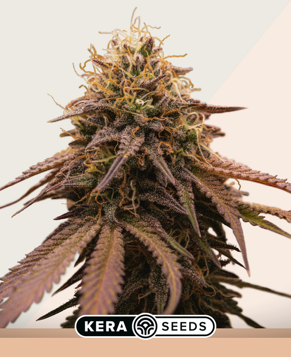 Crazy Bud Auto Cannabis Seeds