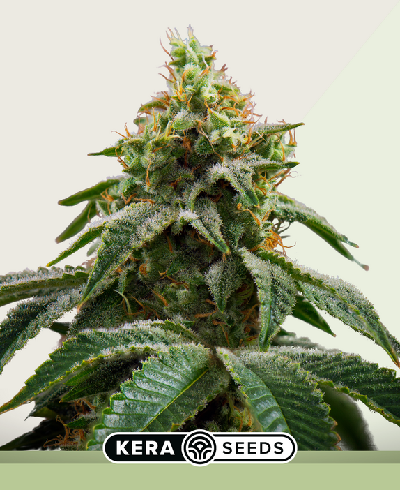 Crazy Mouse Auto AKA Cheese Auto Cannabis Seeds