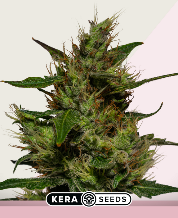 Critical Auto Cannabis Seeds