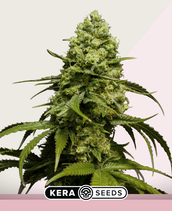 Dutch Power Cannabis Seeds