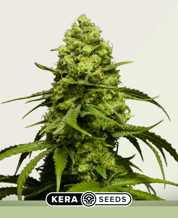 Dutch Power Auto Cannabis Seeds