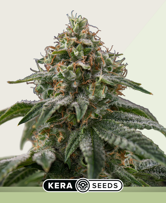 Greengo Bio Haze Auto Cannabis Seeds