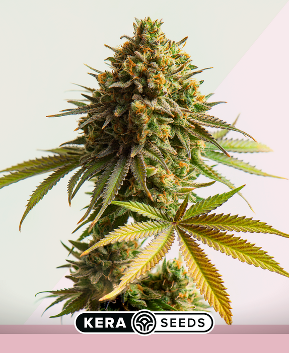 Jack Herer Cannabis Seeds